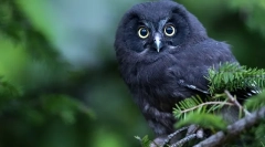 Speranța de viață a bufniței